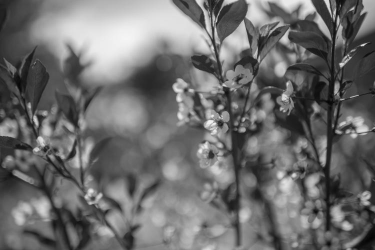 Flowers in bloom on the campus green