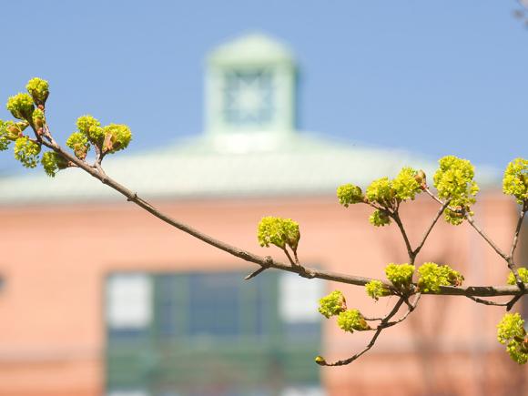 Budding tree with Courtney Hall in background