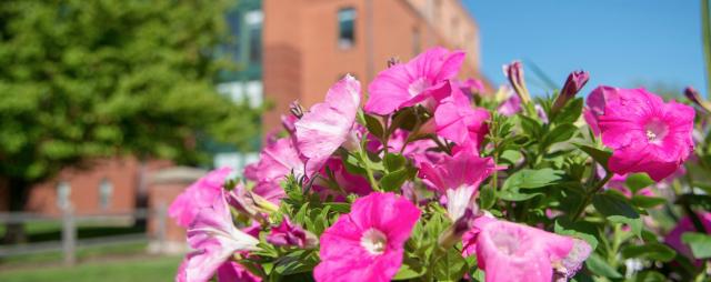 flowers in bloom on the campus green with Courtney Hall in the background